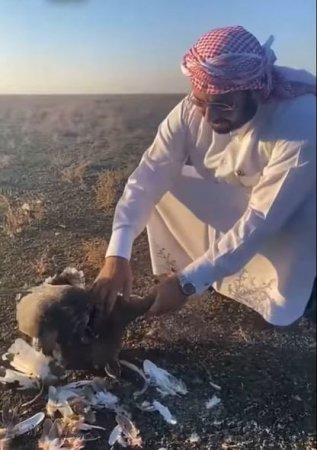 Azərbaycanda qanunsuz ov edən ərəb cəzalandırıldı - YENİLƏNİB + FOTO