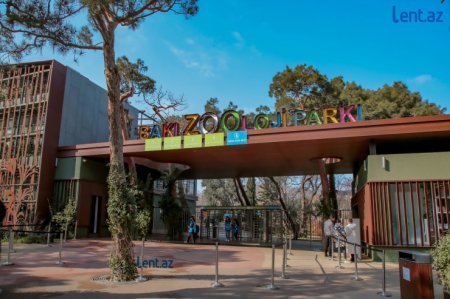 “Halsız Aslan”, 15 kilo ət yeyənlər, 7 manata salat və... – Yeni Zooparkdan REPORTAJ
