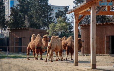 “Halsız Aslan”, 15 kilo ət yeyənlər, 7 manata salat və... – Yeni Zooparkdan REPORTAJ