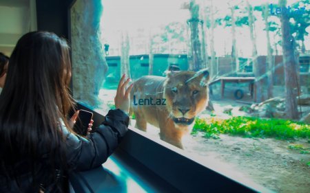 “Halsız Aslan”, 15 kilo ət yeyənlər, 7 manata salat və... – Yeni Zooparkdan REPORTAJ