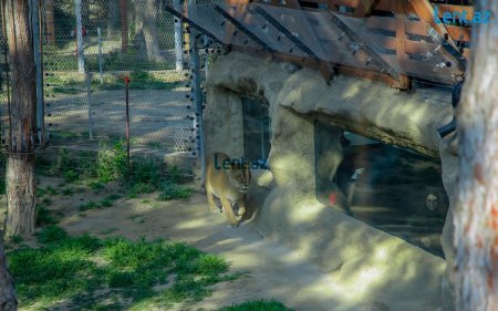 “Halsız Aslan”, 15 kilo ət yeyənlər, 7 manata salat və... – Yeni Zooparkdan REPORTAJ