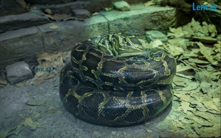 “Halsız Aslan”, 15 kilo ət yeyənlər, 7 manata salat və... – Yeni Zooparkdan REPORTAJ
