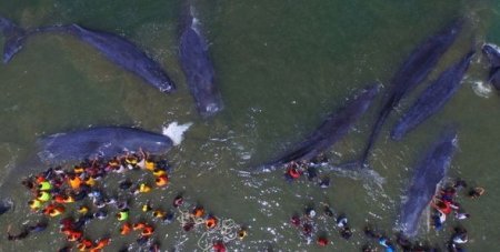 Yaxın vaxtlarda balinalar üçün qaranlıq dövr başlayır: Səbəb və Günəşin bununla əlaqəsi - FOTO