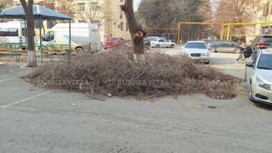 Sumqayıt Yaşıllaşdırma İdarəsi işinin öhdəsindən gələ bilmir